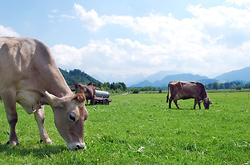 Image showing cows on field