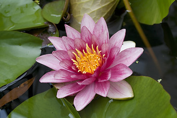 Image showing water lily