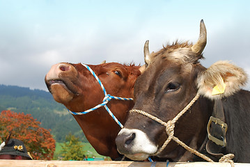 Image showing two cows