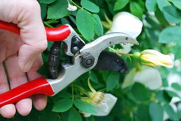 Image showing gardening