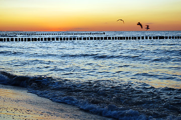 Image showing seagulls sunset
