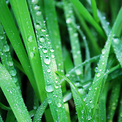 Image showing water drops