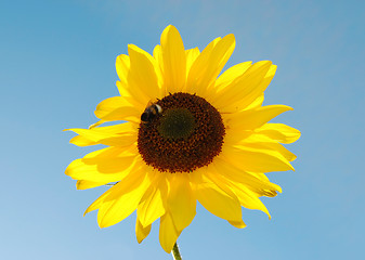 Image showing sunflower bumblebee