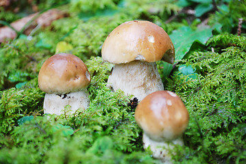 Image showing king bolete mushroom