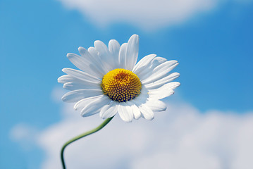 Image showing marguerite flower