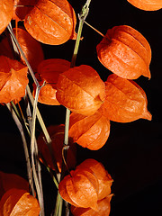 Image showing Physalis