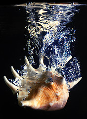 Image showing shell splash