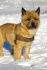 Image showing Dog in snow