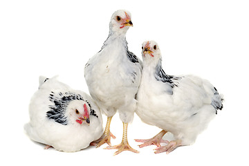 Image showing Young hens