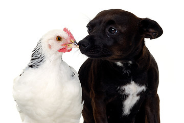 Image showing Puppy dog and chicken