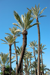 Image showing Palm tree tops