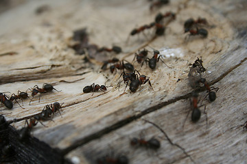 Image showing ants