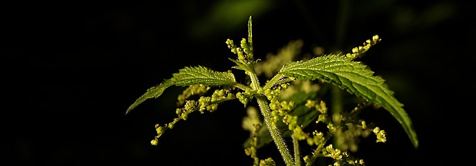 Image showing panoramic nettle