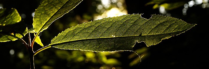 Image showing panoramic leaf