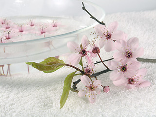 Image showing home spa - a litte pink flowers