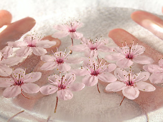 Image showing home spa - a litte pink flowers