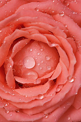 Image showing Rosa with dew drops close-up - background