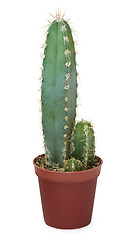 Image showing Cacti in pot on white