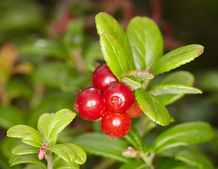 Image showing Cowberry close up