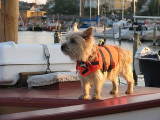 Image showing I love sailing!