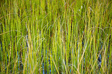 Image showing Marsh plants - Horsetail