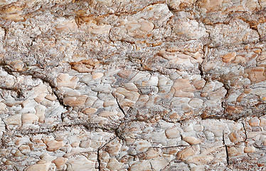 Image showing Brown surface of pine bark - background