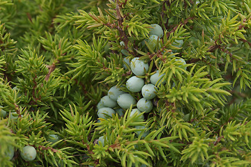 Image showing Juniper berries on bush close-up