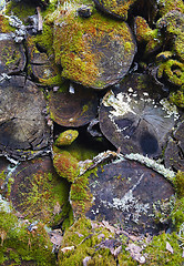 Image showing Covered with moss and lichen rotten logs