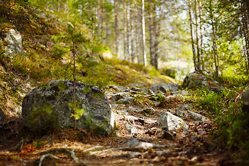 Image showing Path in coniferous forest