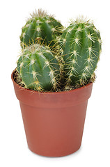 Image showing Cacti in small pot on white background