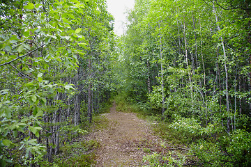 Image showing Forest trail