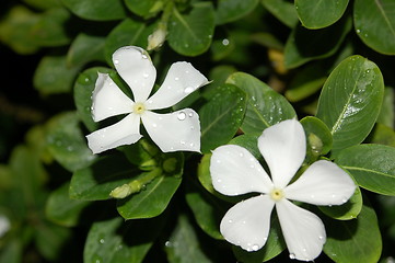 Image showing flower