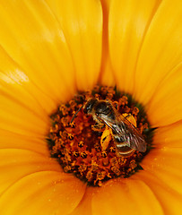 Image showing Wild bees feeding on an orange flower