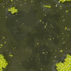 Image showing Seamless green texture - surface of dirty water