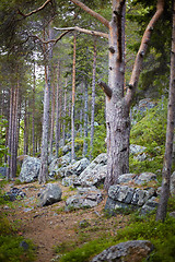 Image showing Northern coniferous wood on stony slope of mountain