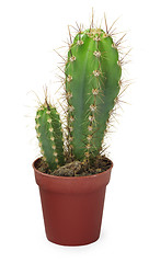 Image showing Two small cactus in pot