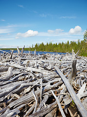 Image showing Old dead wood on shore of Lake