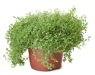 Image showing Potted green plant on white background - Soleirolia