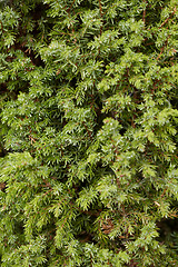 Image showing Branches of juniper - a background