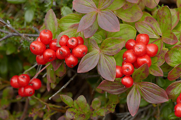 Image showing Wild inedible red berries