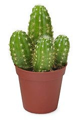 Image showing Family of small cacti growing in pot on white