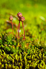 Image showing Fruits of northern miniature moss