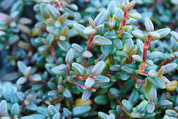 Image showing Green mountainous northern plants