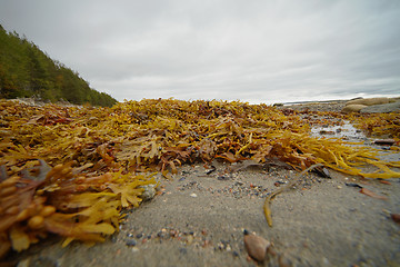 Image showing Brown seaweed on northern shore