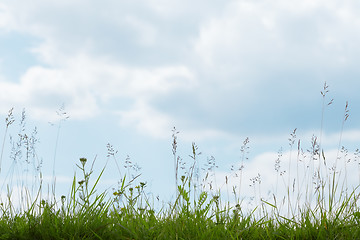 Image showing Green grass under blue sky