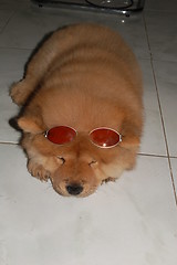 Image showing dog with shades