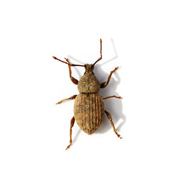 Image showing Weevil on white