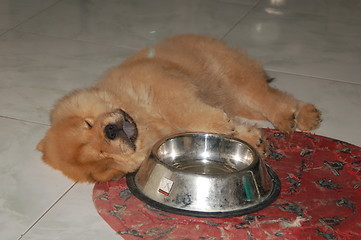 Image showing dog sleeping with its tongue out