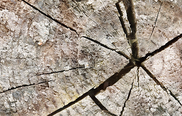 Image showing Cracks at end of an old rotten log