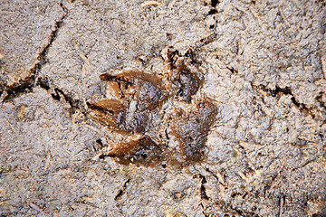 Image showing Animal footprint
